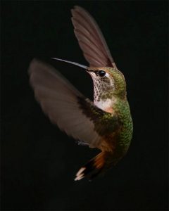 استفاده از فلش