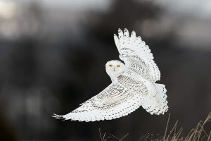 هر حرکت آنها را پیش بینی کنید.