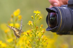 عکاسی ماکرو از گل های بهاری