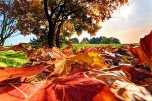 استفاده از زیبایی های پاییزی در عکاسی تبلیغاتی